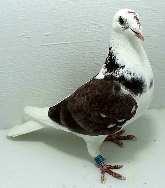 Band: AU 41484 AA 2025